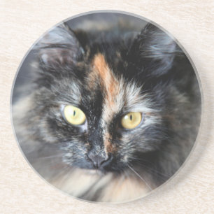 Siberian Cat Coaster