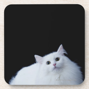 Siberian Cat Coaster