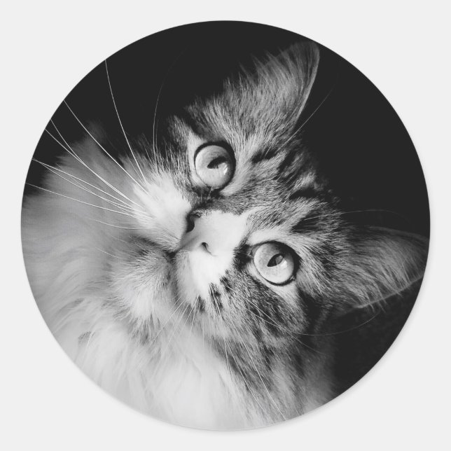Siberian Cat Envelope Seals (Front)