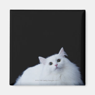 Siberian Cat Magnet