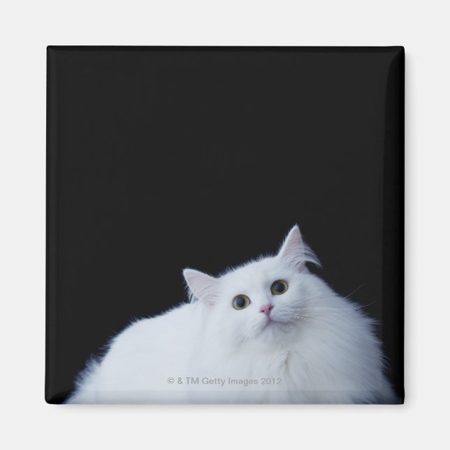 Siberian Cat Magnet (Front)