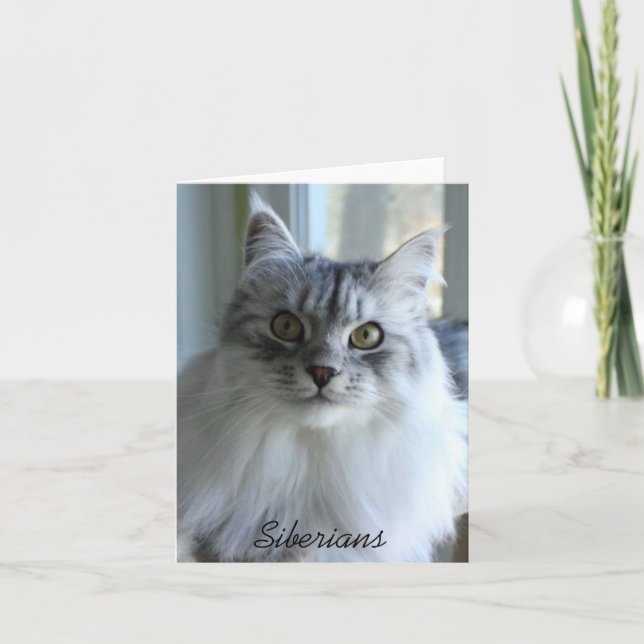 Siberian Cat Note Cards (Front)