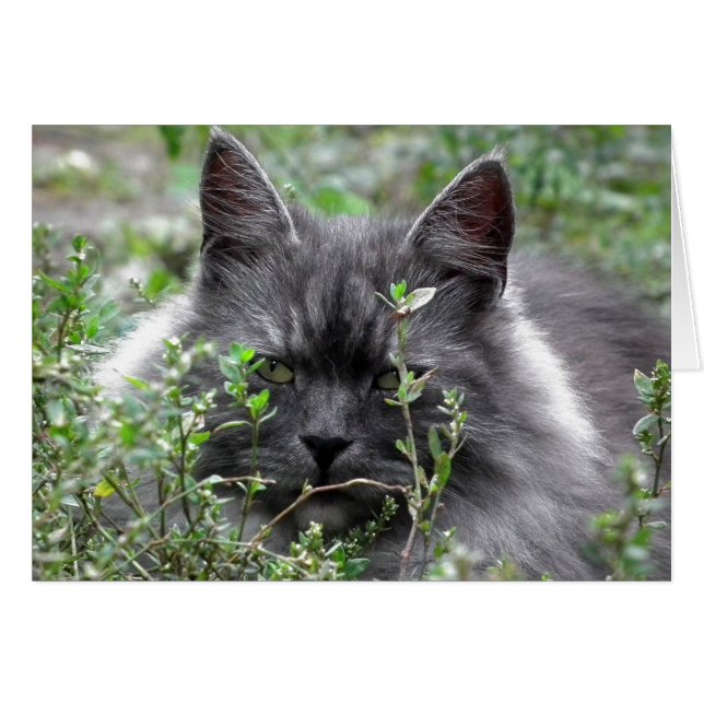 Siberian | Cat Portrait (Front Horizontal)