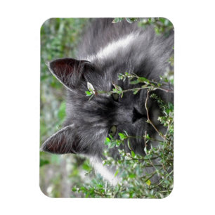 Siberian Cat Portrait Magnet