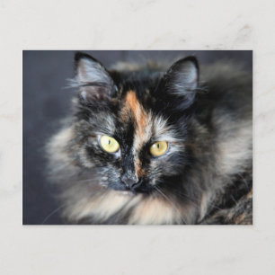 Siberian Cat Postcard