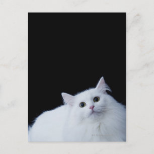 Siberian Cat Postcard