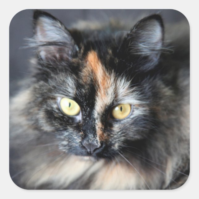 Siberian Cat Square Sticker (Front)
