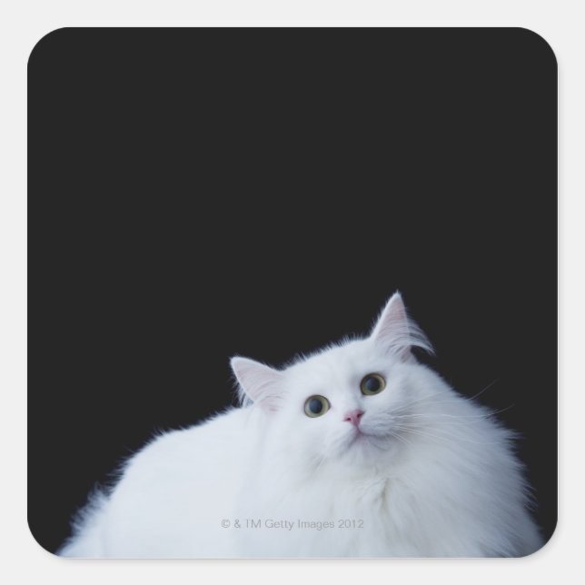 Siberian Cat Square Sticker (Front)