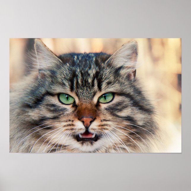 Siberian Cats Photo Poster (Front)