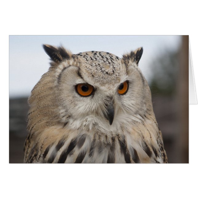Siberian Eagle Owl (Front Horizontal)