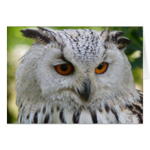 Siberian Eagle Owl