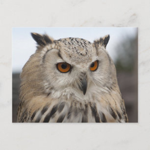 Siberian Eagle Owl Postcard