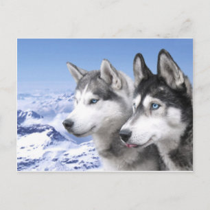 Siberian Huskies Postcard