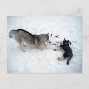 Siberian Huskies Postcard