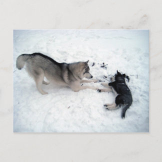 Siberian Huskies Postcard