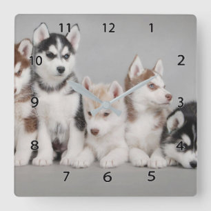 Siberian Huskies Square Wall Clock