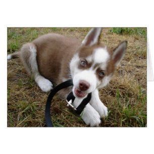 Siberian Husky (1)