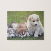 Siberian Husky; A working dog breed that