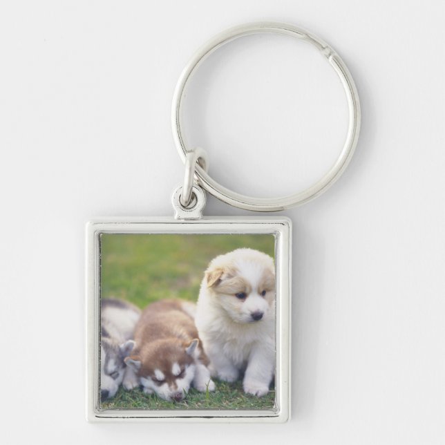 Siberian Husky; A working dog breed that Key Ring (Front)