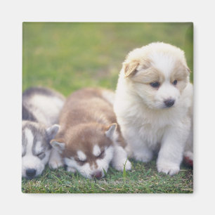 Siberian Husky; A working dog breed that Magnet