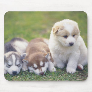 Siberian Husky; A working dog breed that Mouse Mat