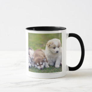 Siberian Husky; A working dog breed that Mug
