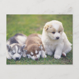 Siberian Husky; A working dog breed that Postcard