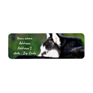 Siberian Husky Address labels