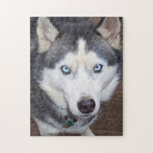 Siberian_Husky_blue-eyed.png Jigsaw Puzzle