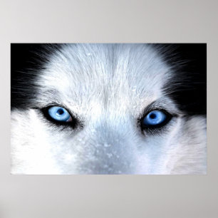 Siberian husky blue eyes poster