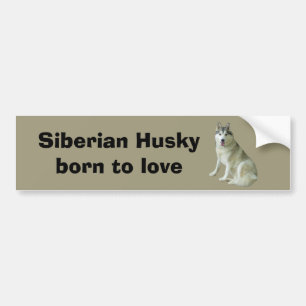Siberian Husky Bumper Sticker