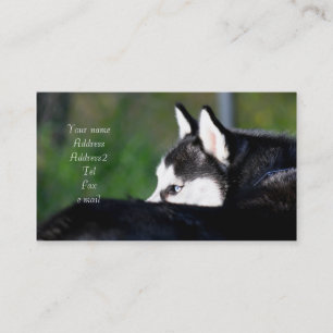 Siberian Husky business cards