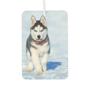 Siberian Husky Car Air Freshener