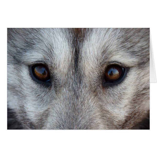 Siberian Husky Card / Alaskan Malamute Card (Front Horizontal)