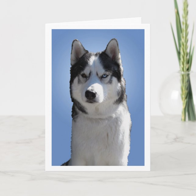 Siberian Husky Card / Alaskan Malamute Card Blank (Front)