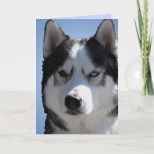 Siberian Husky Card / Alaskan Malamute Card Blank