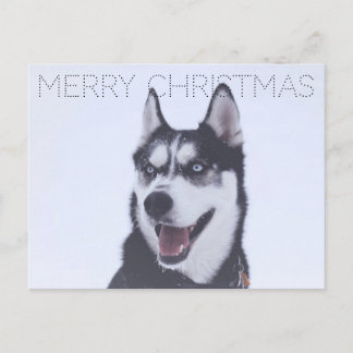 Siberian Husky-Christmas Holiday Postcard