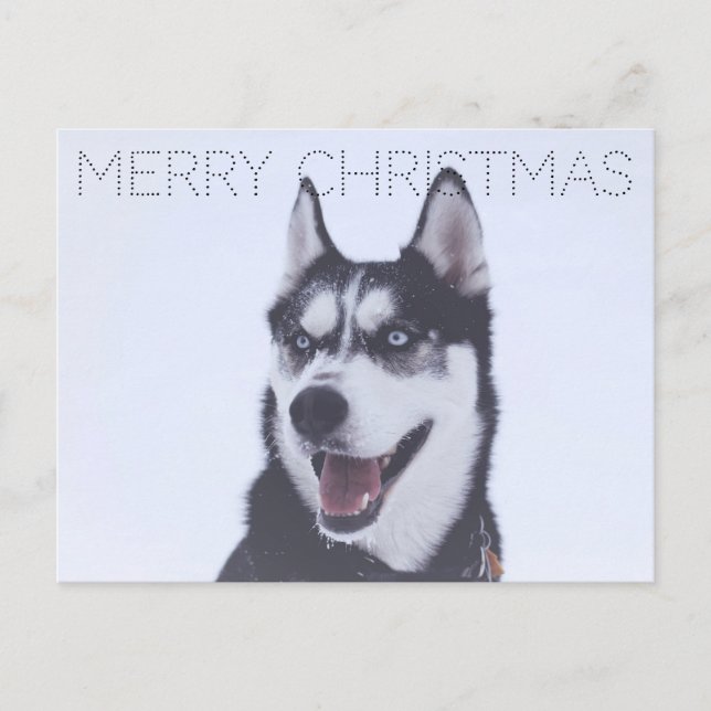 Siberian Husky-Christmas Holiday Postcard (Front)