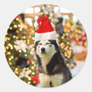 Siberian Husky Christmas Tree Hat Classic Round Sticker