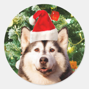 Siberian Husky Christmas Tree Ornaments Snowman Classic Round Sticker