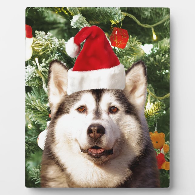 Siberian Husky Christmas Tree Ornaments Snowman Plaque (Front)