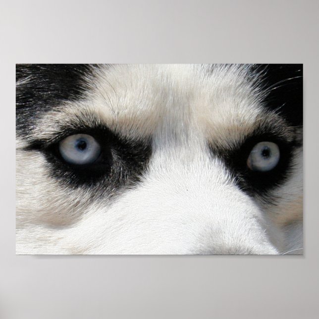Siberian Husky Demon 3 Poster (Front)