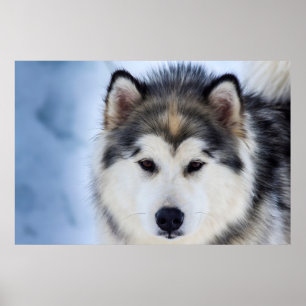 Siberian Husky Dog face Photography  Poster