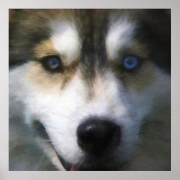 SIBERIAN HUSKY DOG “FAR EYES”