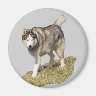 Siberian Husky Dog Magnet