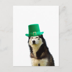 Siberian Husky Dog St. Patrick's day Postcard