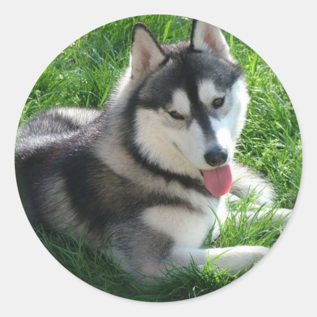 Siberian Husky Dog Sticker (Front)