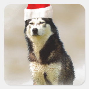 Siberian Husky Dog with Santa Hat in Snow Square Sticker