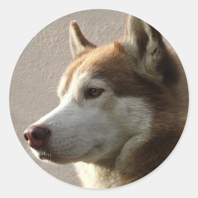Siberian Husky Dogs Classic Round Sticker (Front)