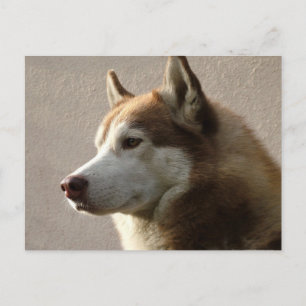 Siberian Husky Dogs Postcard